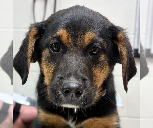 Medium Photo #1 Mutt Puppy For Sale in Jefferson, WI, USA