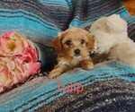 Puppy 3 Cavachon-Poodle (Miniature) Mix