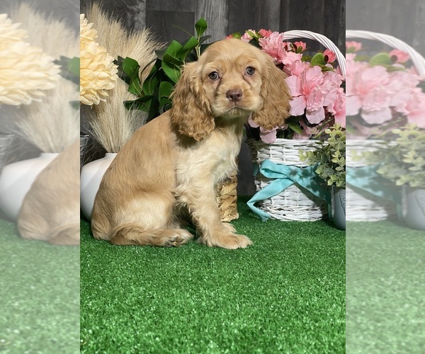 Medium Photo #7 Cocker Spaniel Puppy For Sale in CANOGA, NY, USA