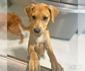 Labrador Retriever-Retriever Mix Dogs for adoption in Washington, DC, USA