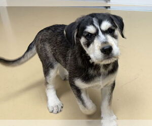 Airedale Terrier-Huskies  Mix Dogs for adoption in Polson, MT, USA