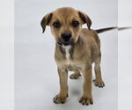 Small #2 Rottweiler Mix