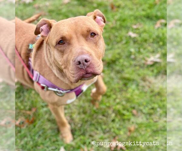 Medium Photo #3 Staffordshire Bull Terrier Puppy For Sale in Lawrenceville, NJ, USA