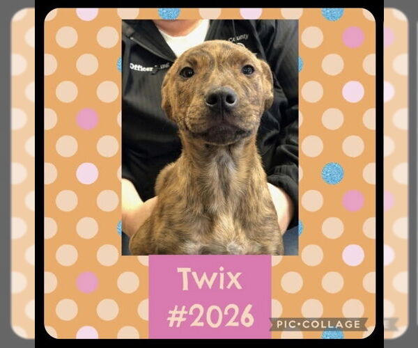 Medium Photo #4 American Staffordshire Terrier-Labrador Retriever Mix Puppy For Sale in Brewster, NY, USA