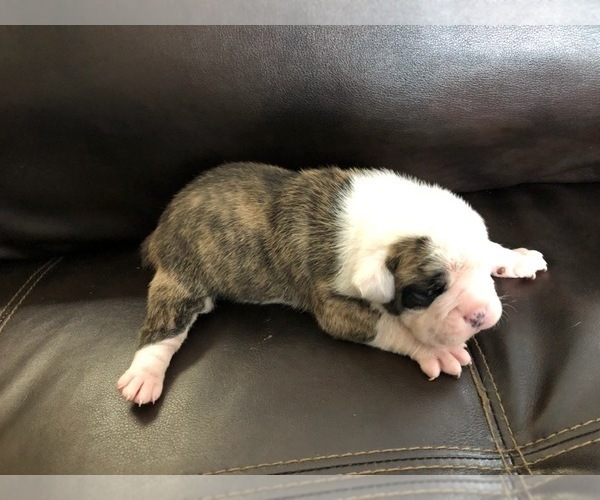 Medium Photo #2 Olde English Bulldogge Puppy For Sale in ONEIDA, IL, USA