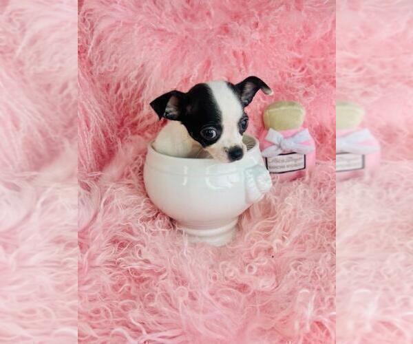 Medium Photo #4 Chihuahua Puppy For Sale in NEW YORK, NY, USA