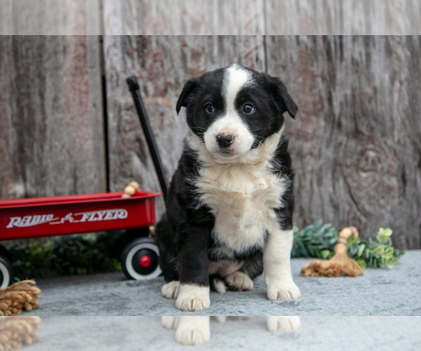 Medium Photo #2 Australian Cattle Dog-Miniature Australian Shepherd Mix Puppy For Sale in SULLIVAN, OH, USA