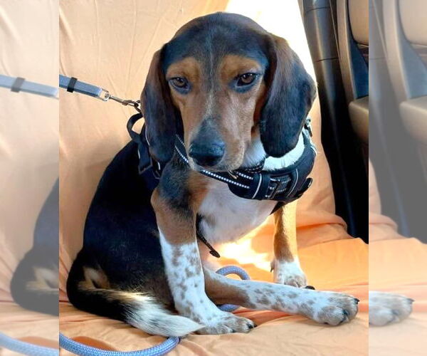 Medium Photo #2 Beagle Puppy For Sale in Dunnellon, FL, USA