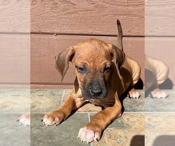 Medium Photo #5 Rhodesian Ridgeback Puppy For Sale in FAIRPLAY, CO, USA