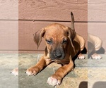 Small #4 Rhodesian Ridgeback
