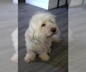 Poodle (Miniature)-Unknown Mix Dogs for adoption in San Antonio, TX, USA