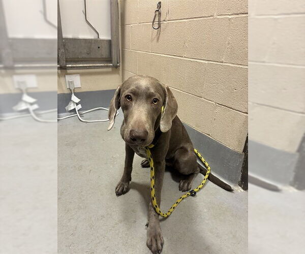 Medium Photo #1 Unknown-Weimaraner Mix Puppy For Sale in Louisville, KY, USA