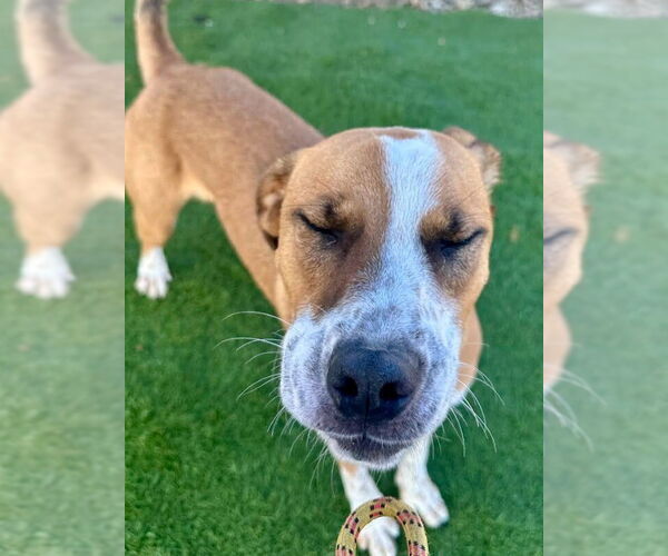 Medium Photo #10 Mutt Puppy For Sale in Evansville, IN, USA