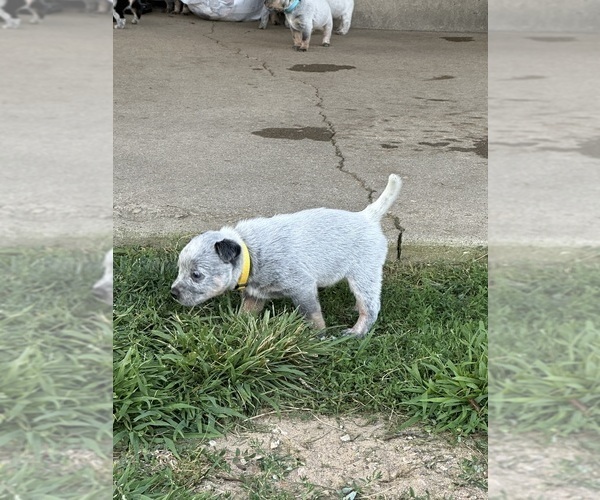 Medium Photo #1 Australian Cattle Dog Puppy For Sale in GRANGER, IN, USA