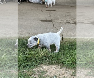 Australian Cattle Dog Puppy for sale in GRANGER, IN, USA