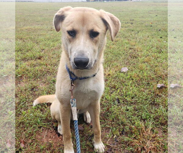Medium Photo #8 Retriever -Unknown Mix Puppy For Sale in Rustburg, VA, USA