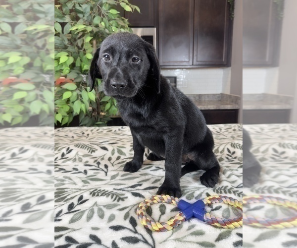 Medium Photo #5 Labrador Retriever Puppy For Sale in GREENWOOD, IN, USA