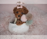 Small #12 Poodle (Toy)