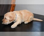 Small Photo #35 Golden Retriever Puppy For Sale in POULSBO, WA, USA