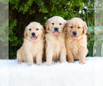 Small #2 Golden Retriever
