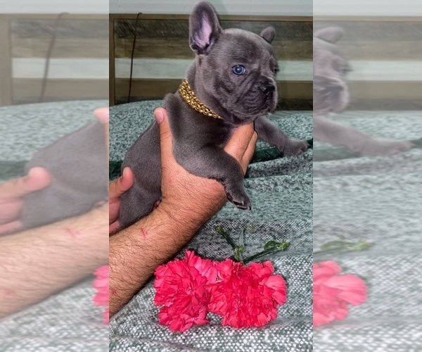 Medium Photo #12 French Bulldog Puppy For Sale in MIAMI, FL, USA