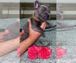 Small Photo #12 French Bulldog Puppy For Sale in MIAMI, FL, USA