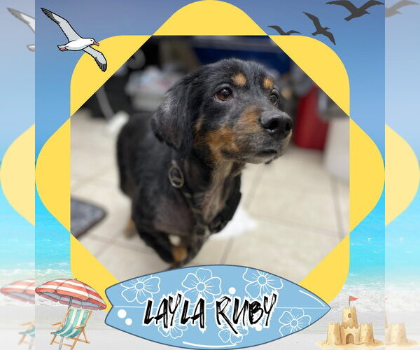 Medium Photo #8 Dachshund-Unknown Mix Puppy For Sale in San Antonio, TX, USA