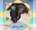 Small #7 Dachshund Mix