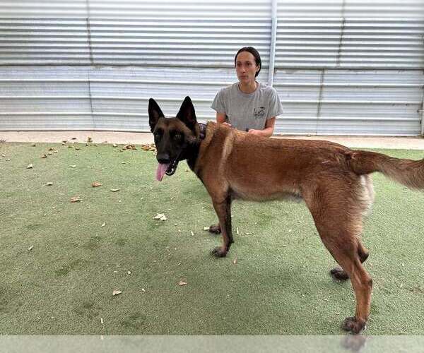 Medium Photo #1 Mutt Puppy For Sale in Imlay City, MI, USA