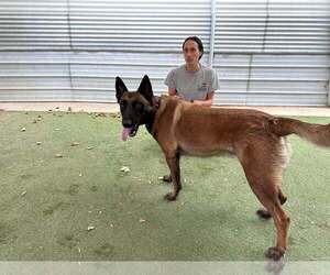 Mutt Dogs for adoption in Imlay City, MI, USA