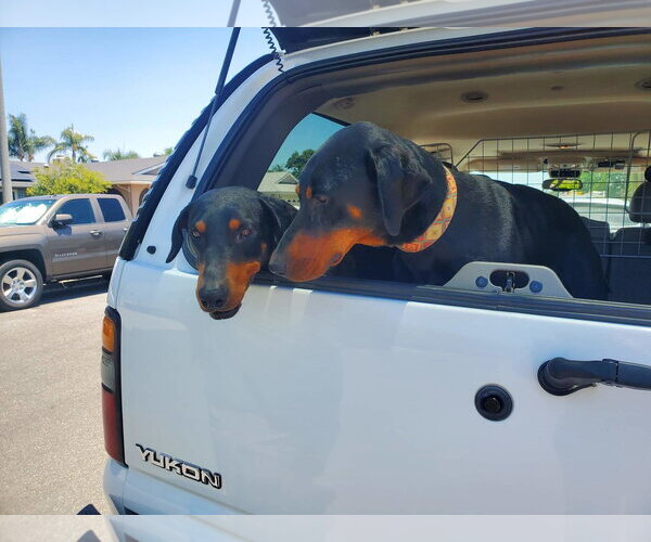 Medium Photo #14 Doberman Pinscher-Unknown Mix Puppy For Sale in Escondido, CA, USA