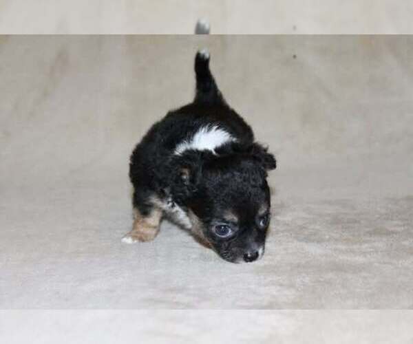 Medium Photo #25 Chihuahua Puppy For Sale in HUDSONVILLE, MI, USA