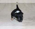 Small Photo #25 Chihuahua Puppy For Sale in HUDSONVILLE, MI, USA