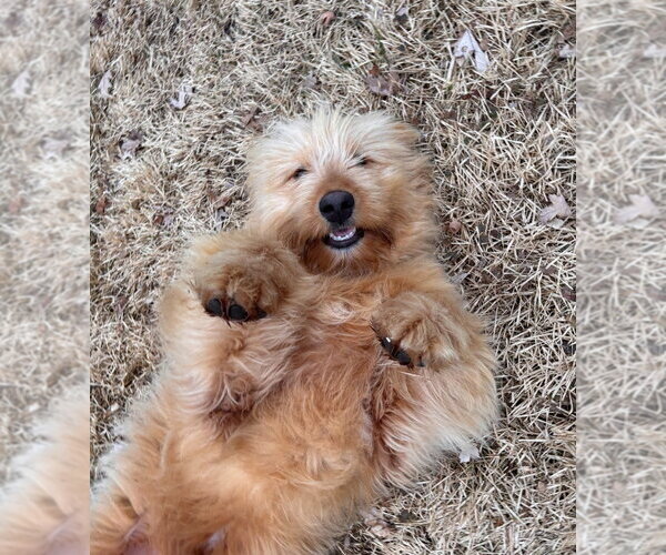 Medium Photo #2 Mutt Puppy For Sale in Minneapolis, MN, USA