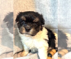 Havanese Puppy for sale in GREEN SEA, SC, USA