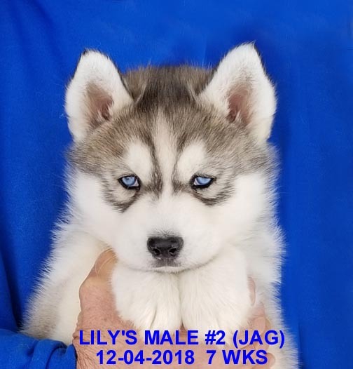 Medium Photo #28 Siberian Husky Puppy For Sale in MANILLA, IA, USA