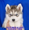 Small Photo #28 Siberian Husky Puppy For Sale in MANILLA, IA, USA