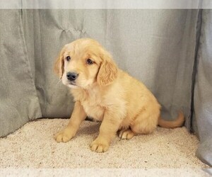 Golden Retriever Puppy for sale in ORO VALLEY, AZ, USA
