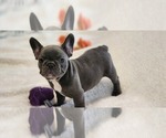 Small Photo #10 French Bulldog Puppy For Sale in CAPE CORAL, FL, USA