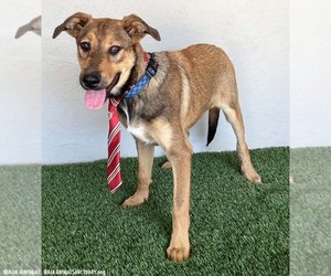 Brody - Male Shepradors Dog for Adoption - Photo #2