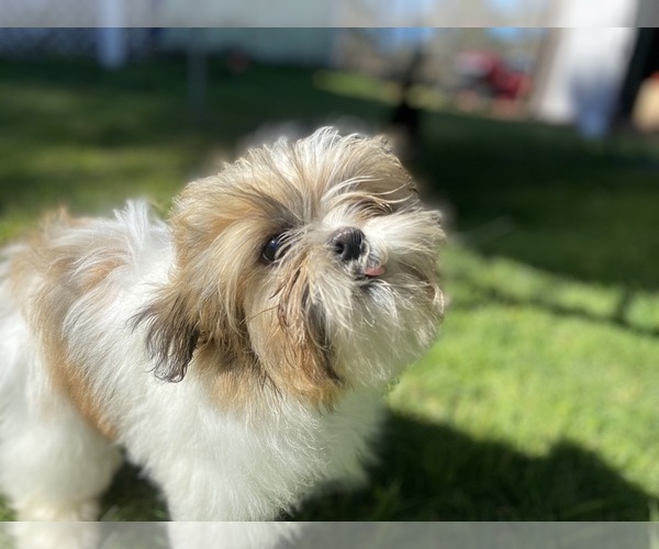 Medium Photo #2 Shih Tzu Puppy For Sale in VENETA, OR, USA