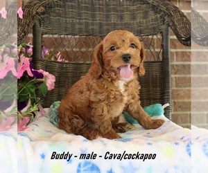 Cockalier-Poodle (Miniature) Mix Puppy for sale in CLARKRANGE, TN, USA