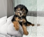 Image preview for Ad Listing. Nickname: Princess