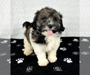 ShihPoo Puppy for sale in FRANKLIN, IN, USA