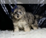 Small #1 Poodle (Toy)