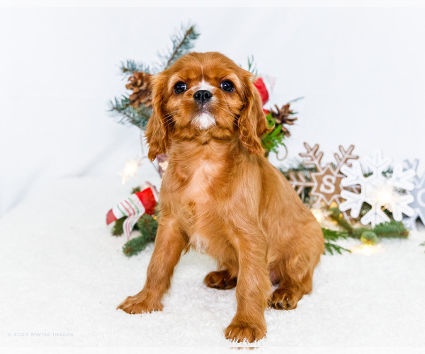Medium Photo #53 Cavalier King Charles Spaniel Puppy For Sale in WAKARUSA, IN, USA