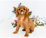 Small Photo #53 Cavalier King Charles Spaniel Puppy For Sale in WAKARUSA, IN, USA