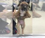 Small German Shepherd Dog Mix