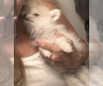 Small Photo #35 Pomsky Puppy For Sale in GOLDEN VALLEY, AZ, USA