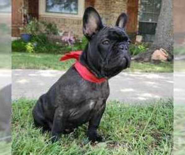 Medium Photo #2 French Bulldog Puppy For Sale in TERRELL, TX, USA